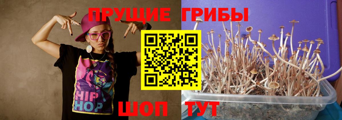Псилоцибиновые грибы Psilocybine cubensis Южноуральск